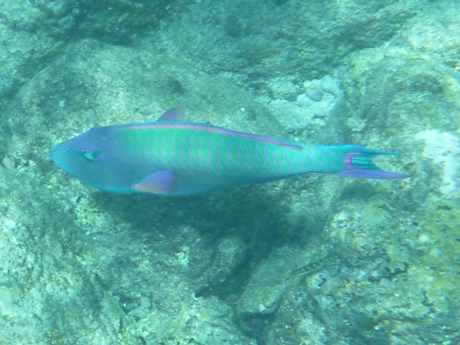 1iSimilan9Papageienfisch